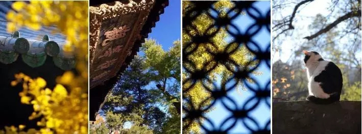 西山大覺寺照明設計案例中辰作品欣賞
